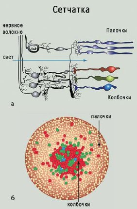Внешний вид фоторецепторов и
расположение их на сетчатке